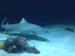 Shark's tank
